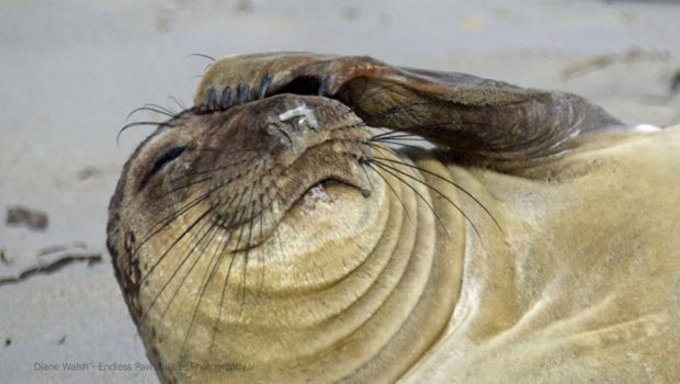 Elephant Seals: Back from the Brink of Extinction – DIABLO GAZETTE