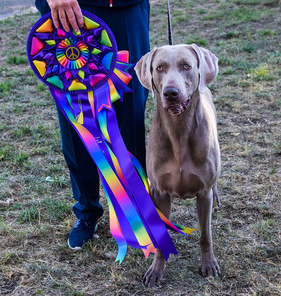 Contra Costa Kennel Club’s Groovy Woofstock Among Country’s Favorite